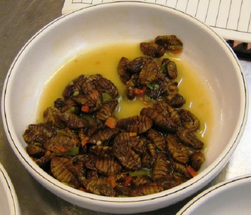 silkworm - beondegi