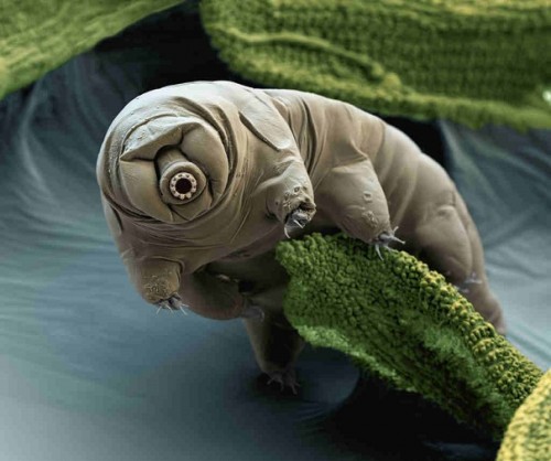 tardigrade - evolutionary oddities-atchuup