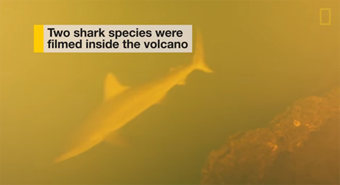 Scientists Discover Sharks Living Inside An Active Volcano