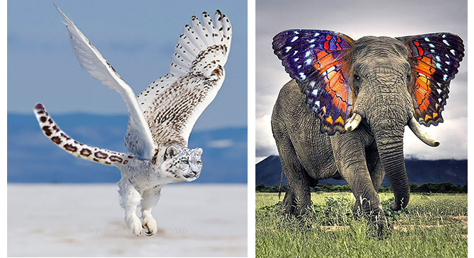 20+ Strange Animal Hybrids Bred In Photoshop – Atchuup! – Cool Stories Daily