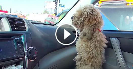 He Lets A Homeless Poodle Into His Car. Now Keep Your Eyes On The Dog’s Fur…