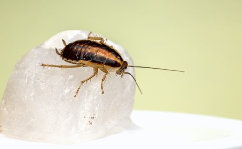 Cockroach on ice