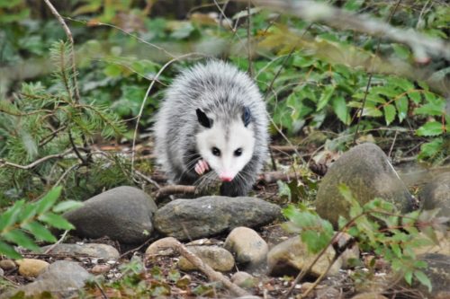 Critter Extermination vs. Eviction