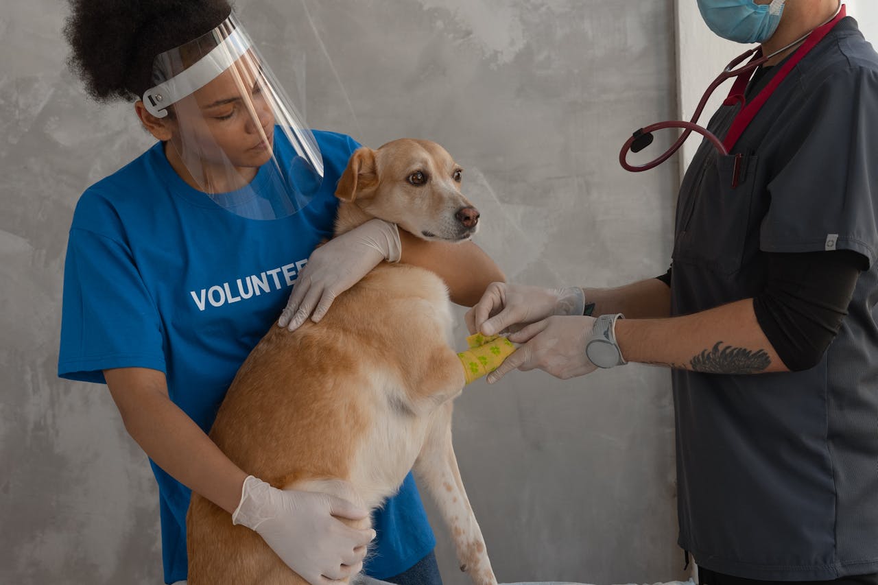 Veterinary Group