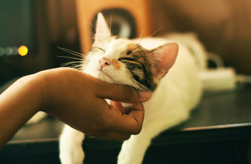 Pet-Friendly Rehab Centers
