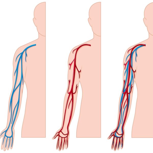 Veins in Circulation