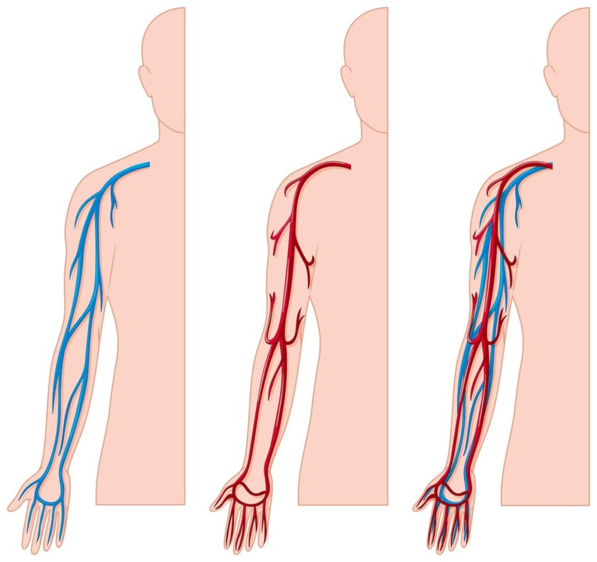 Veins in Circulation