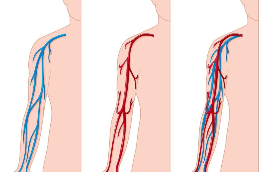 Veins in Circulation