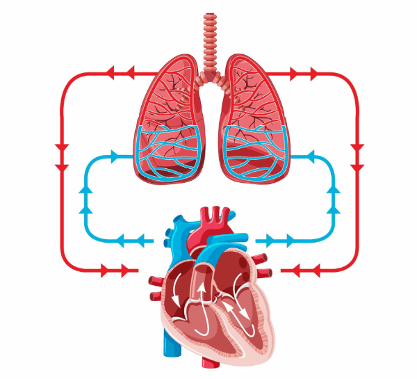 body transports blood with its oxygen