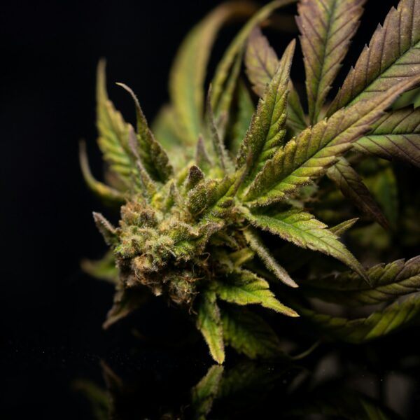 How to Spot Fresh Cannabis Products in Phoenix?