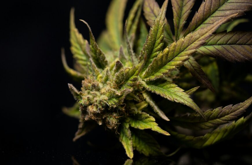 How to Spot Fresh Cannabis Products in Phoenix?