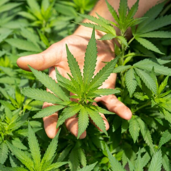 A First-Timer’s Guide to Visiting a Medical Dispensary in Florida