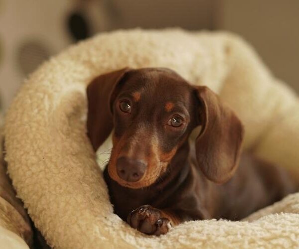 Best Online Options for Families Searching for Dachshund Puppies