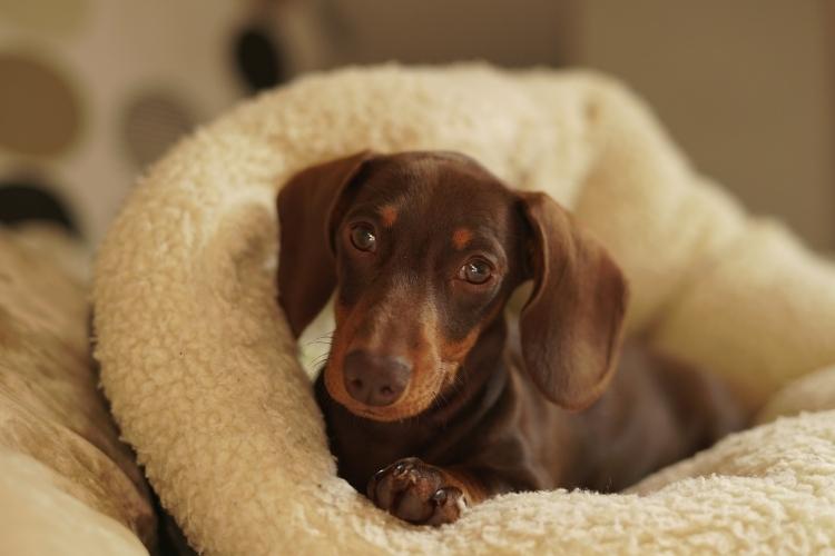 Best Online Options for Families Searching for Dachshund Puppies
