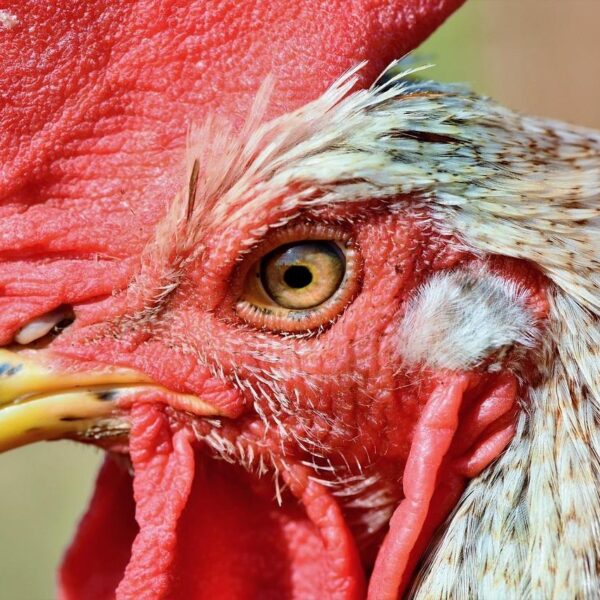 Animal Feed