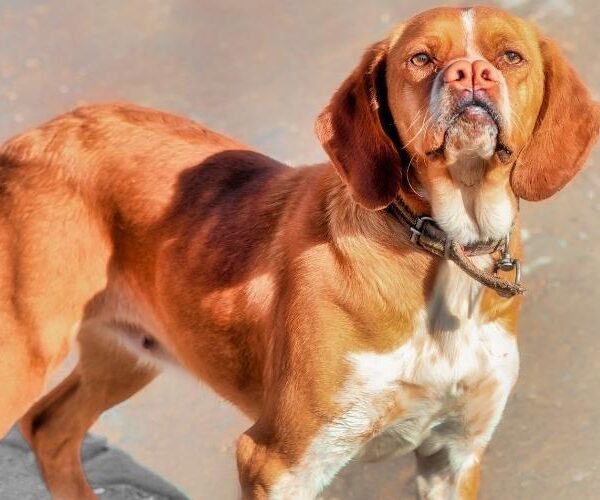 Best Organic Dog Food Brands for Skin and Coat Health in 2026