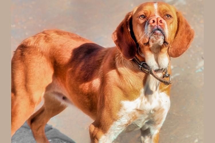 Best Organic Dog Food Brands for Skin and Coat Health in 2026