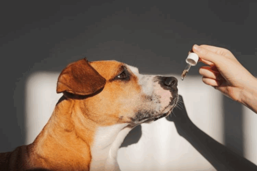 Dog Joint Supplements