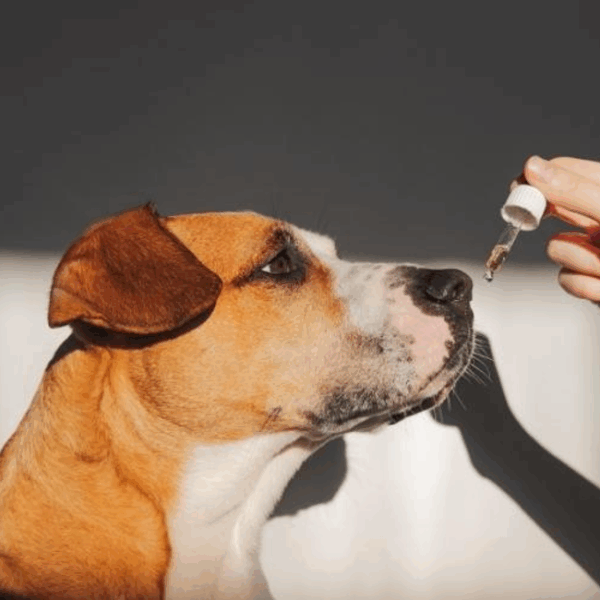 Dog Joint Supplements