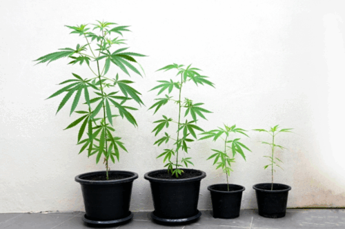 Cannabis Garden