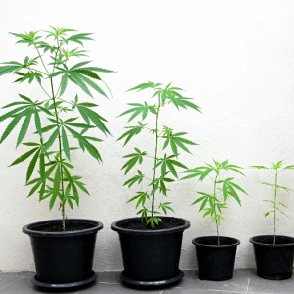 Cannabis Garden