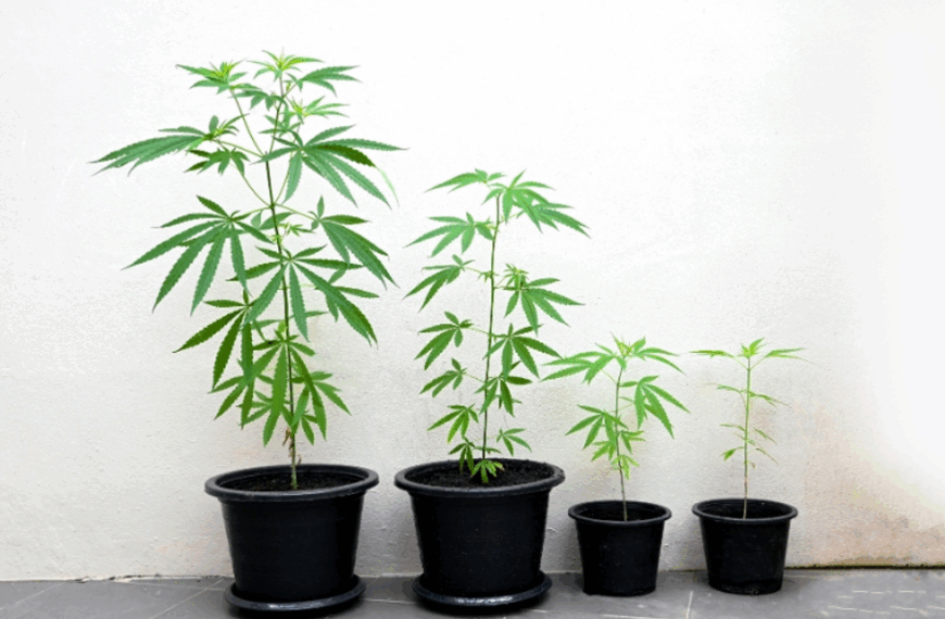 Cannabis Garden