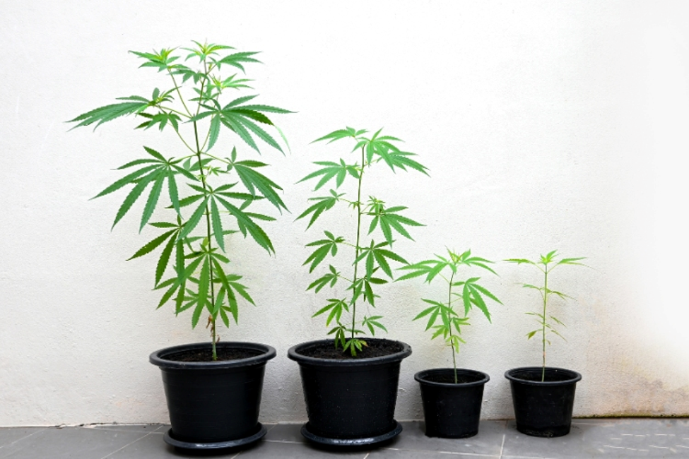 Cannabis Garden
